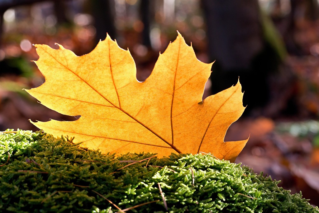 lente zomer herfst winter seizoen seizoenen voorjaar najaar hdr paddenstoelen bladeren mist regen sneeuw
